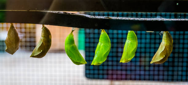 green butterfly cocoons in closeup, tropical insect specie, larva in metamorphism, entomoculture - metamorphism imagens e fotografias de stock