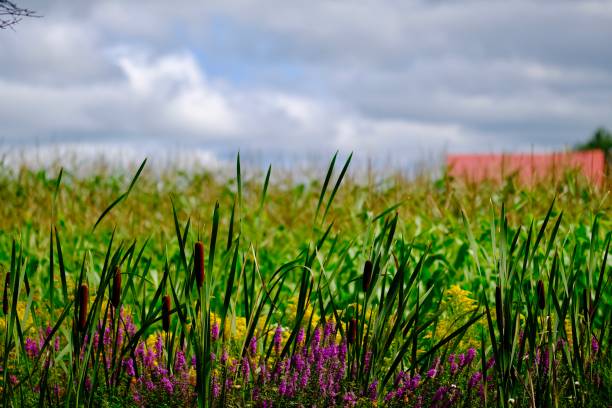 istock Color in the farm 1169994835