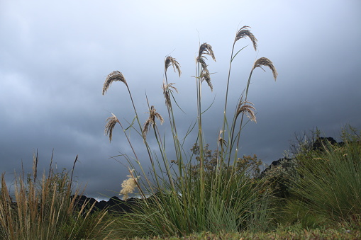 Silhouttes of reeds across a darkly clouded sky and mountains