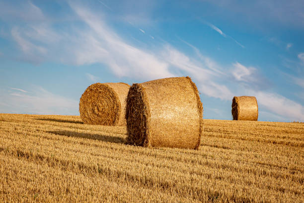 istock Hay Bales at Harvest Time 1169995558