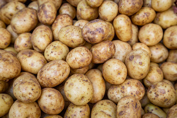 판매용 감자 - new potato raw potato freshness organic 뉴스 사진 이미지