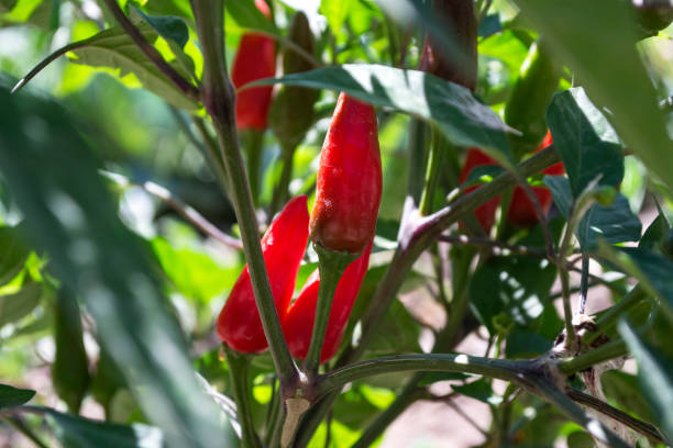 istock Red pepper growing in the garden. 1169995742