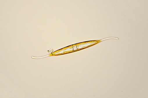 Photomicrograph of diatom, a type of algae. Each diatom is composed of one cell and is mobile. Yellow-brown chloroplast. Live specimen. Wet mount, 40X objective, transmitted brightfield illumination.