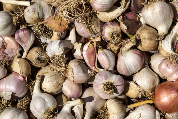 istock A lot of garlic. Garlic background. 1169996365