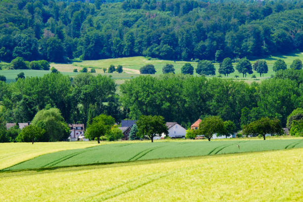 istock View on the agricultural fields with grain in Germany. 1169996424