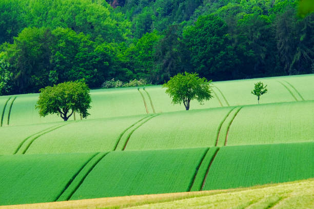 istock View on the agricultural fields with grain in Germany. 1169996437