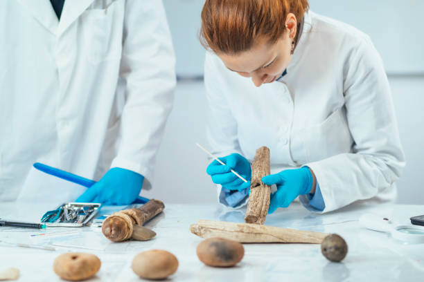 archaeology researcher reconstructing ancient tool - reconstructing imagens e fotografias de stock