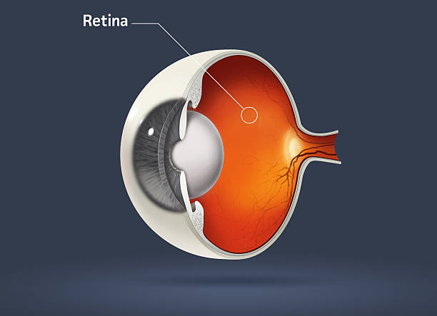 istock Illustrated sliced eyeball retina diagram 116999673