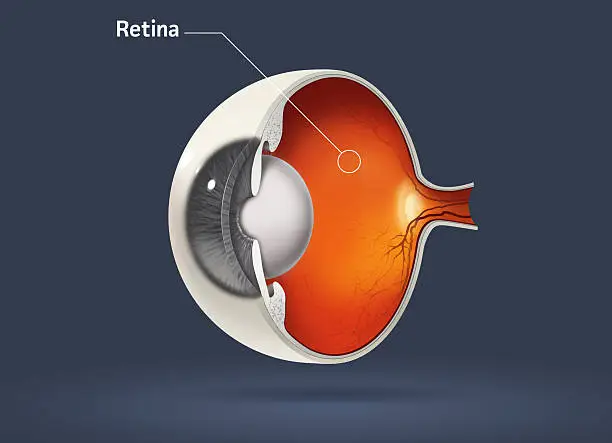 High quality raster illustration of retina in human eye