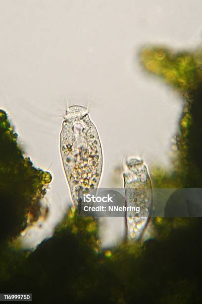 Ciliate Scyphidia Species Micrograph Stock Photo - Download Image Now - Back Lit, Biological Cell, Biology