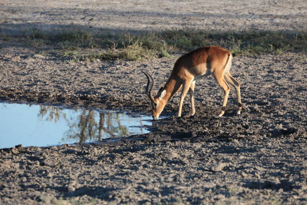 istock Impala in the Okavango Delta, Botswana, Africa 1169998032
