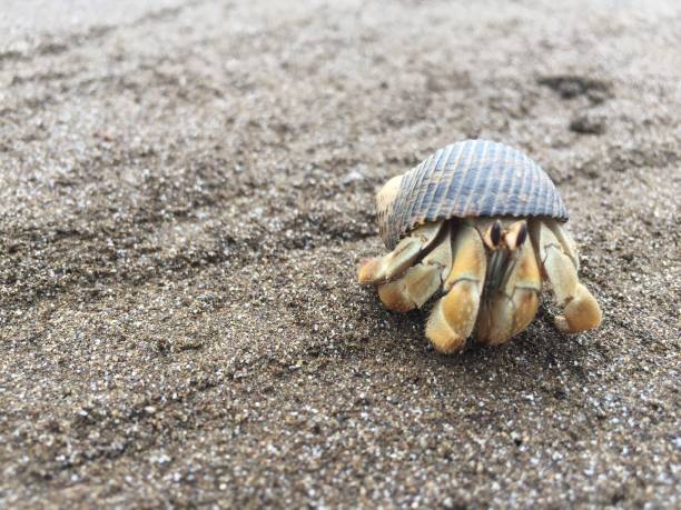 istock A orange hermit crab in a black shell walking along a sandy beach 1169998040