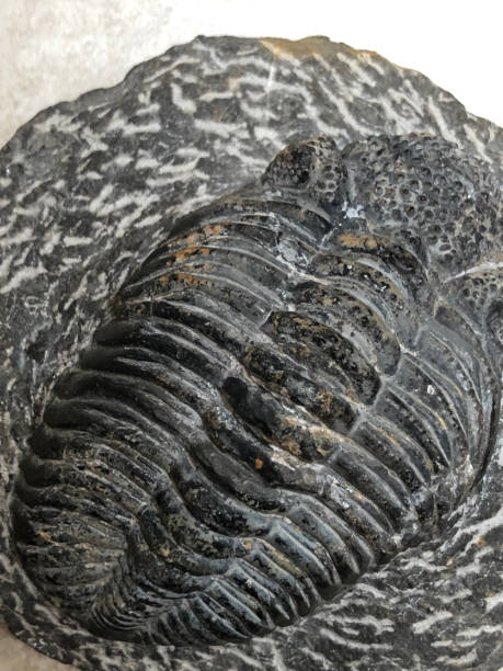 istock Fossil Cast of Trilobite 1169998071