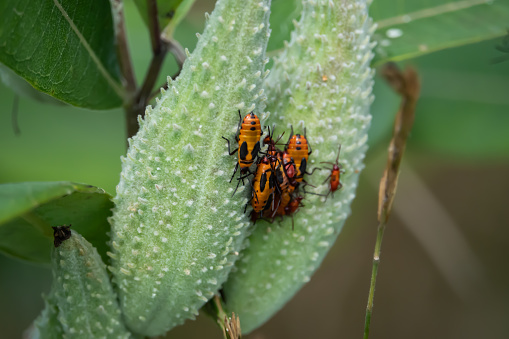 Large milkweed bugs (Oncopeltus fasciatus) swarming on milkweed (Asclepias cf. syriaca) pods in summer.
