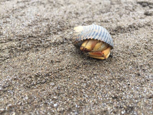 istock A orange hermit crab in a black shell curled up for protection on a sandy beach 1169999027