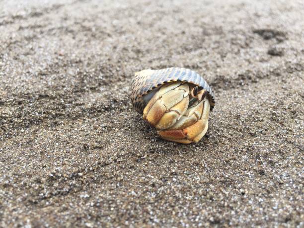 istock A orange hermit crab in a black shell looking curious outside the shell on a sandy beach 1169999195
