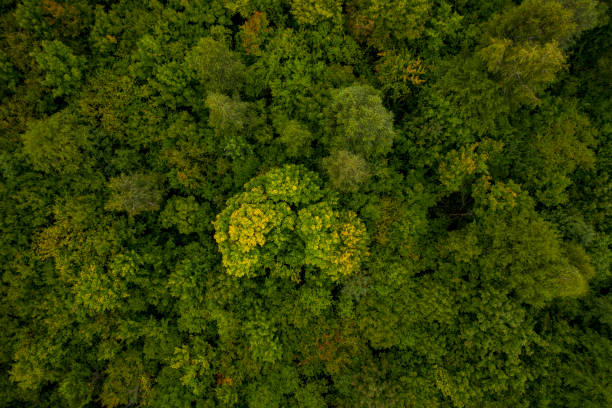 istock forest thicket photographed from the top using a quadcopter, aerial photography 1169999879