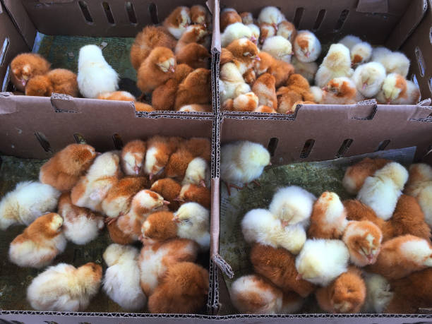 ein blick auf viele neugeborene gelbe und braune hühnerküken, die in cartonnen-boxen zum verkauf stehen - chicken hatchery stock-fotos und bilder