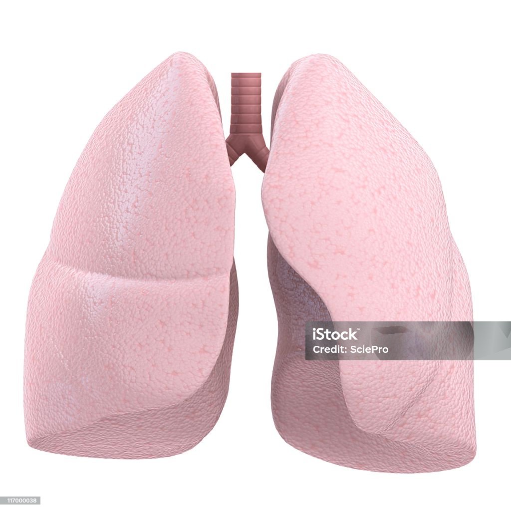 Poumon humain - Photo de Anatomie libre de droits