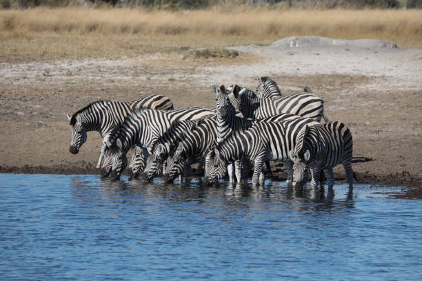 istock Zebra in the Okavango Delta, Botswana, Africa 1170000752