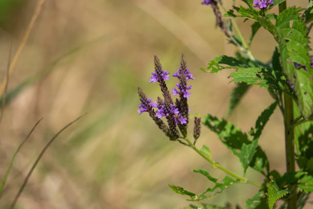 istock Blue Vervain Flowers in Bloom in Summer 1170002633