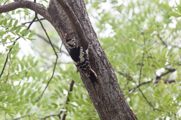 istock Greater Spotted Woodpecker 1170002707