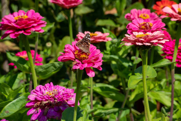 istock Red admiral butterfly resting on pink flower 1170003502