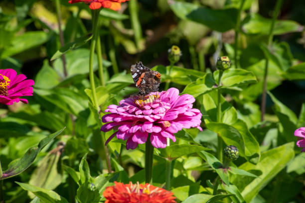 istock Red Admiral Butterfly on a Pink flower 1170003605
