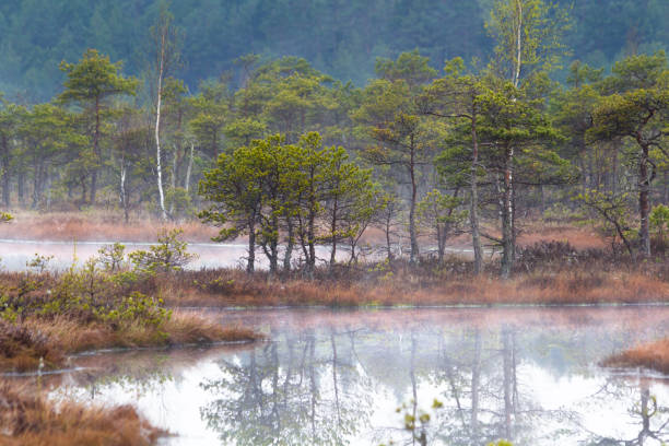 Scenic view of a fogy swamp in a morning stock photo