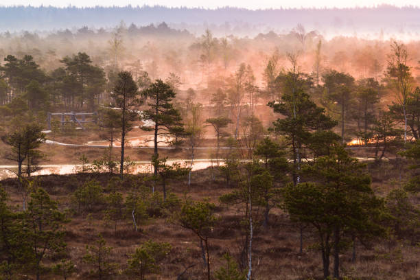 Scenic view of a fogy swamp in a morning stock photo