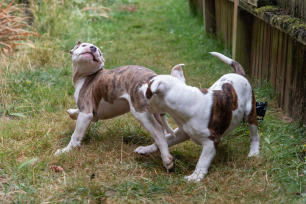 istock Two Twelve Week Old Mixed Breed Puppies playing 1170006333