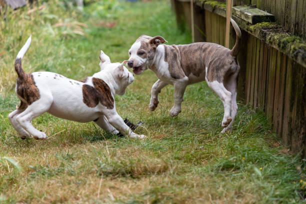 istock Two Twelve Week Old Mixed Breed Puppies playing 1170006361