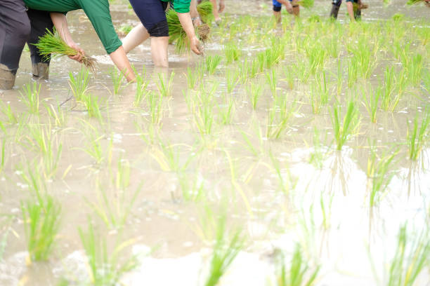 istock farmer growing rice in paddy field, people planting seedling 1170008048
