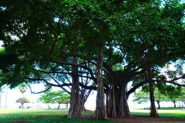 Large banyan trees fronting famous Waikiki Beach.  Two with the Pacific Ocean in the background and one with waves splashing over the sidewalk.