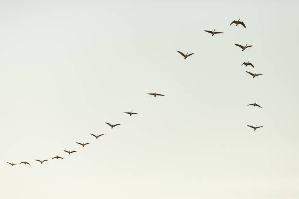 istock Canadian Geese Flying Overhead In Sky In Formation 1170009692