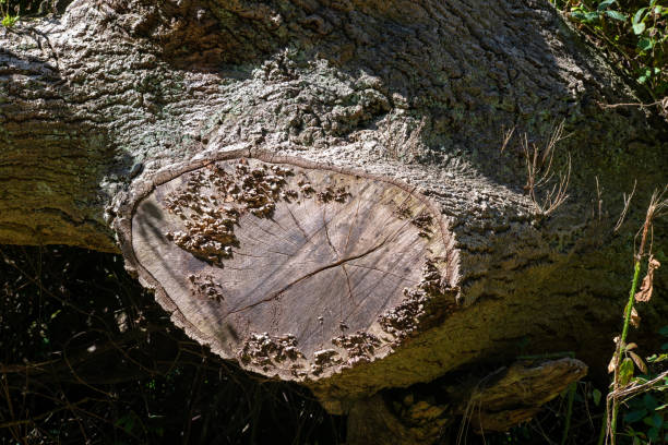 istock Old tree stump with mushrooms growing on its face. 1170010364
