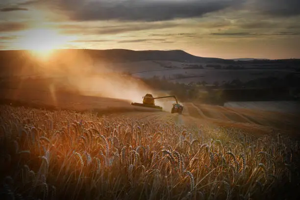 Wheat being harvested on the South Downs at sunset, England, UK