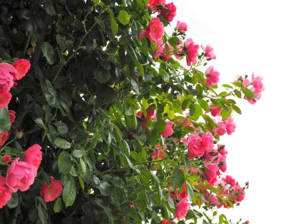 istock Climbing pink rose 