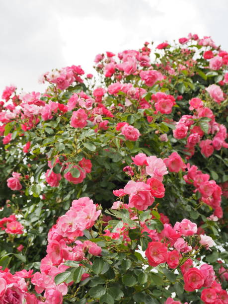 istock Climbing pink rose 