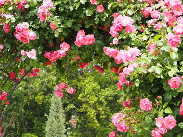 istock Climbing pink rose 