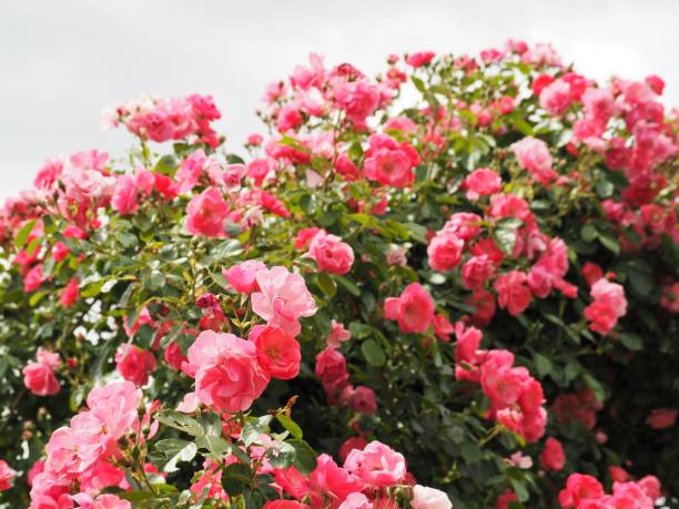 istock Climbing pink rose 