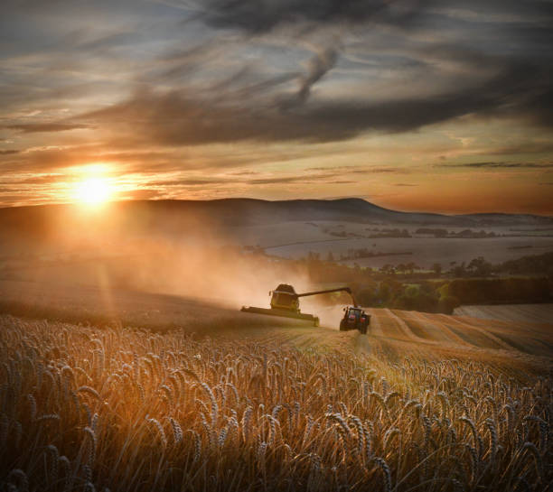 Wheat harvest Wheat being harvested on the South Downs at sunset, England, UK field stubble stock pictures, royalty-free photos & images