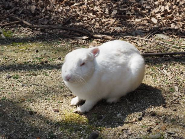 istock Beautiful white wild rabbit. Okuno Island, Hiroshima, Japan. 1170011214