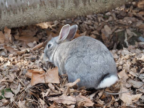 istock Beautiful wild rabbit. Okuno Island, Hiroshima, Japan. 1170011217