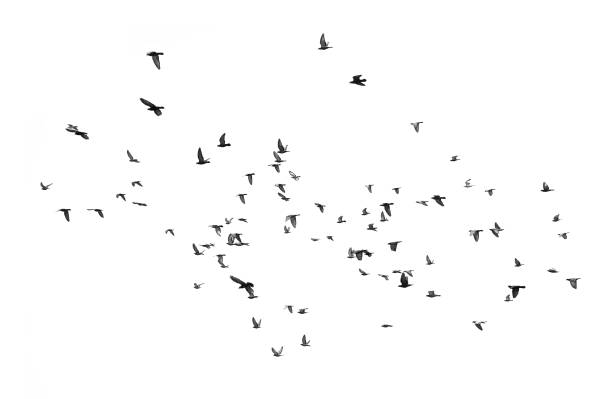 istock Birds flying in the sky (Isolated on white background) 1170011447