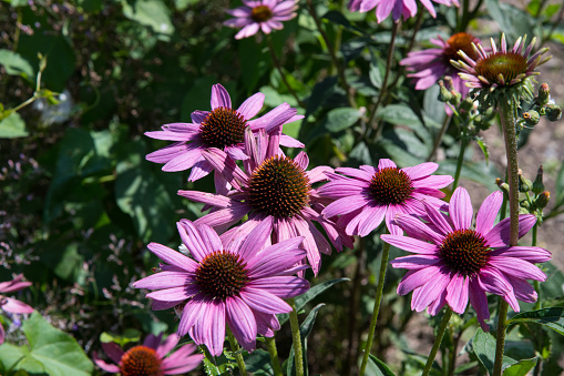 Cone flower