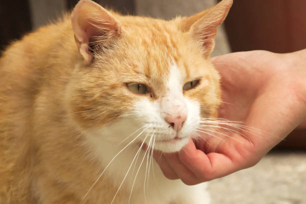 istock Head Portrait of Tabby Orange Cat Enjoying Stroking 1170014608
