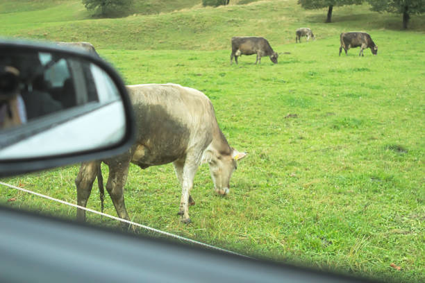 Cow on Pature Viewed  from Car