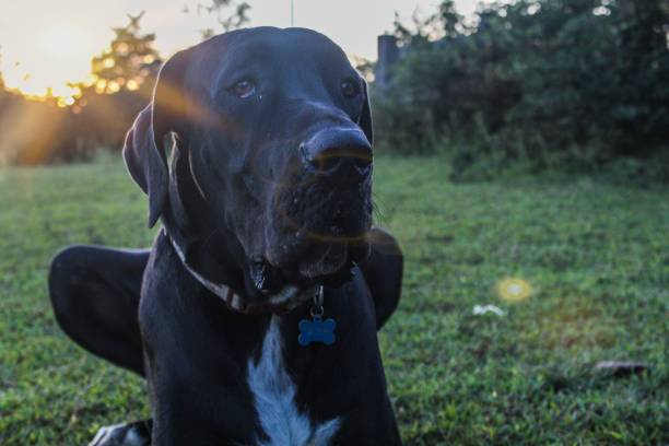 istock Portrait of a beautiful black Great Dane dog 1170015228