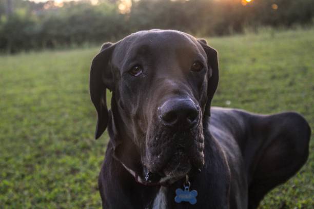 istock Portrait of a beautiful black Great Dane dog 1170015896